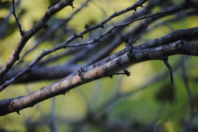 Close-up of bird perching on branch