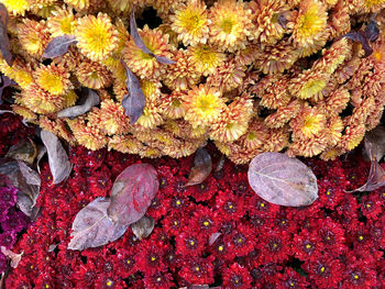 High angle view of red maple leaves on plant