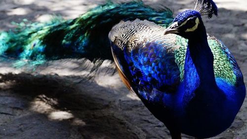 Close-up of peacock