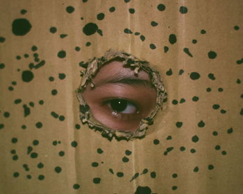 Portrait of man seen through torn cardboard