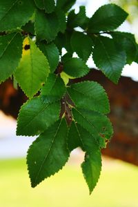 Close-up of green leaves growing on plant