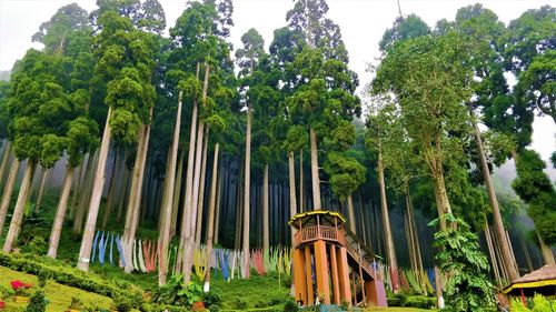 Low angle view of trees in forest against sky