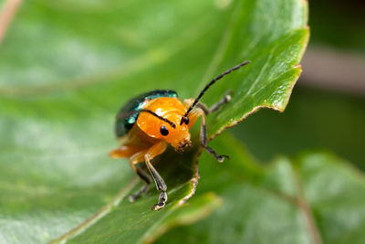 Close-up of insect on leaf