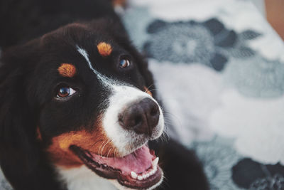 Close-up portrait of dog looking away at home