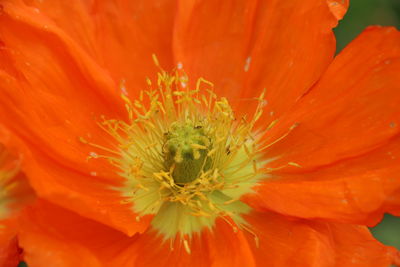 Close-up of orange flower