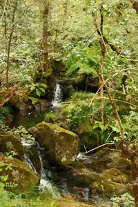 Scenic view of waterfall in forest