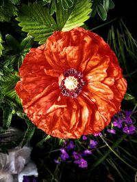 Directly above shot of red flowering plant