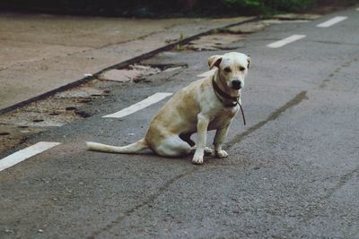 Dog on street