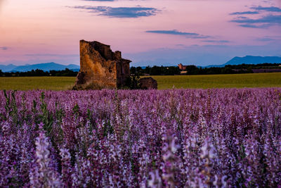 Purple flowering plants on land against sky during sunset