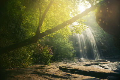 Sunlight streaming through trees in forest