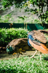 View of peacock on field