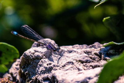 Close-up of dragonfly on rock