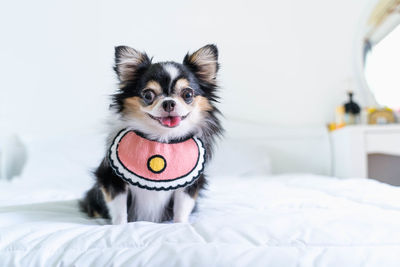 Portrait of dog with ball on bed