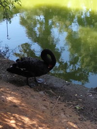 Swan swimming on lake