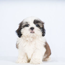 Portrait of cute puppy against white background