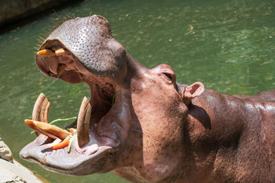 hippopotamus