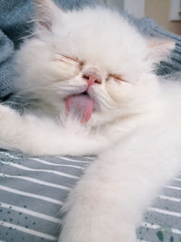 Close-up of cat yawning