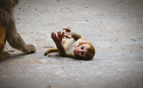 Close-up of baby monkey on the ground