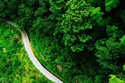 Road amidst trees in forest