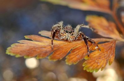 Close-up of spider