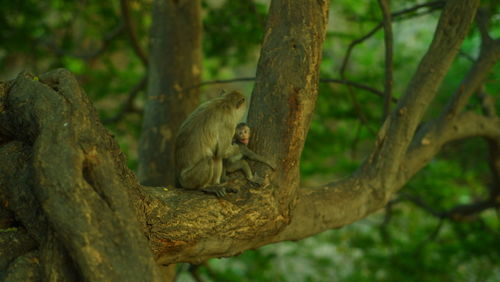 View of monkey on tree trunk