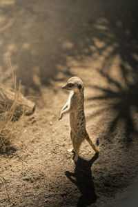 Meerkat in a zoo