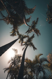 Low angle view of palm tree against sky at night