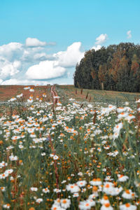 Scenic view of field against sky