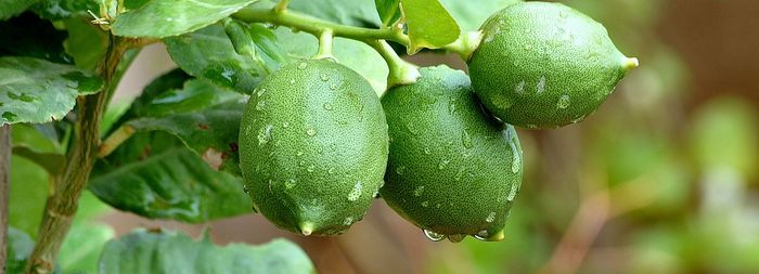 Close-up of limes growing on tree during rainy season