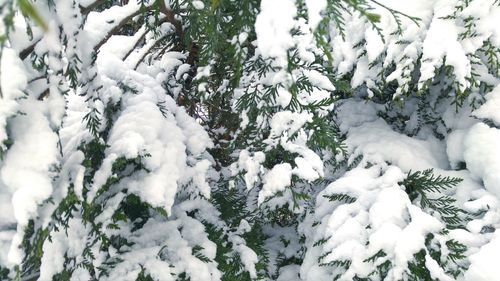 Close-up of snow covered plants