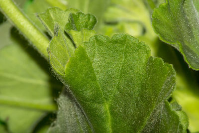 High angle view of leaf on plant