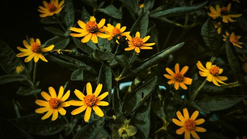 High angle view of yellow flowering plants