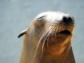 Close-up of sea lion