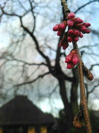 Close-up of flowers on branch