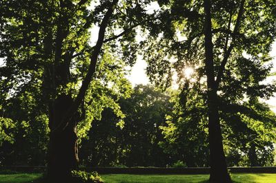 Scenic view of trees
