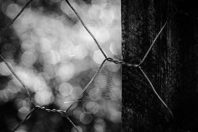 Close-up of spider web on plant