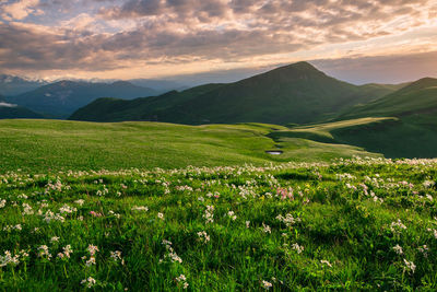Beautiful flowers in the mountains on alpine meadows. scenic view of field against sky during sunset