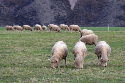 Sheep grazing in a field