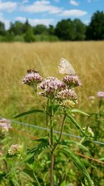 Close-up of pink flowering plant on field