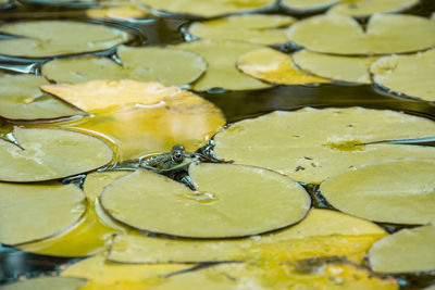 Full frame shot of yellow leaf floating on water