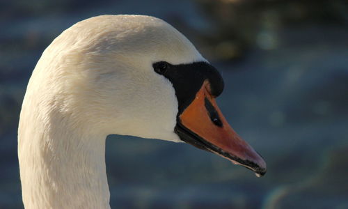 Close-up of swan