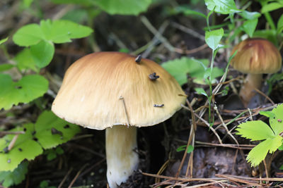 fungus