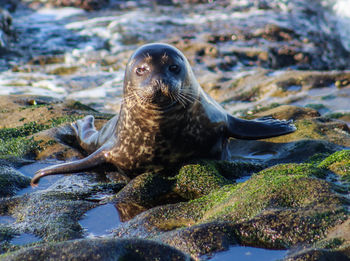 Close-up of sea turtle on beach