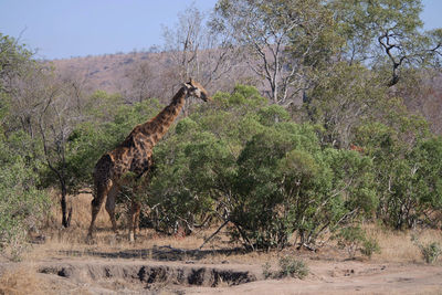View of an animal on land