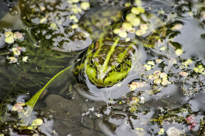 High angle view of frog in puddle