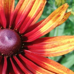 Close-up of insect on flower