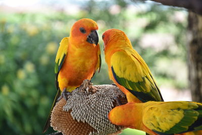 Close-up of parrot perching on tree