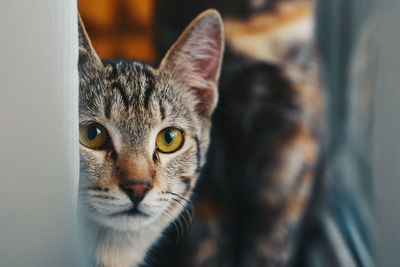 Close-up portrait of a cat