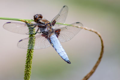 Close-up of dragonfly on twig