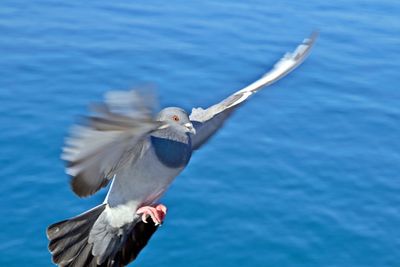 View of seagull flying